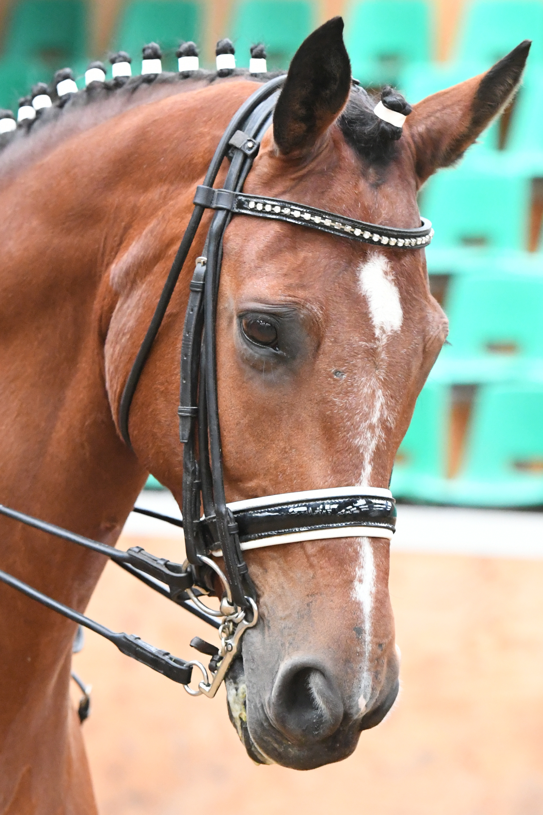 Oldencraig Equestrian Centre Dressage Surrey Livery Yard Surrey