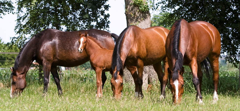 Horses at Oldencraig